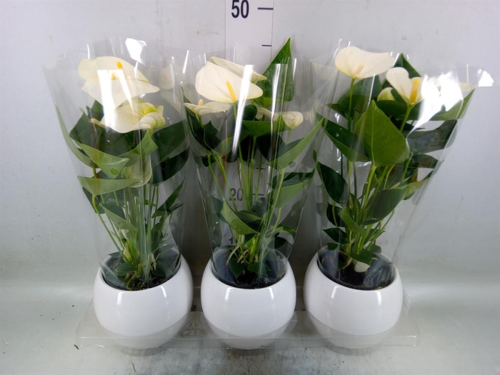 <h4>Anthurium  'Karma White'</h4>