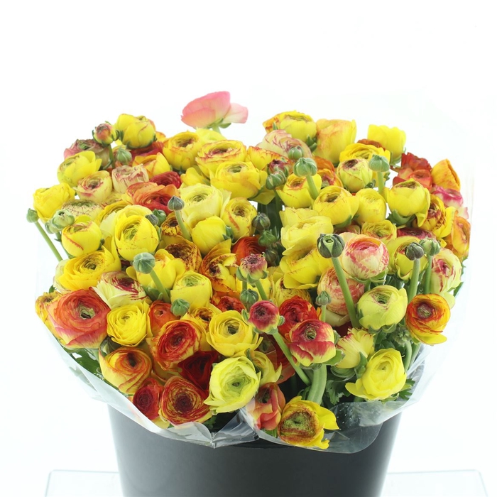 <h4>Ran El Sr Cappuccino Yellow Prima</h4>