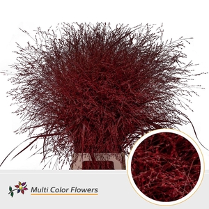 Panicum paint red