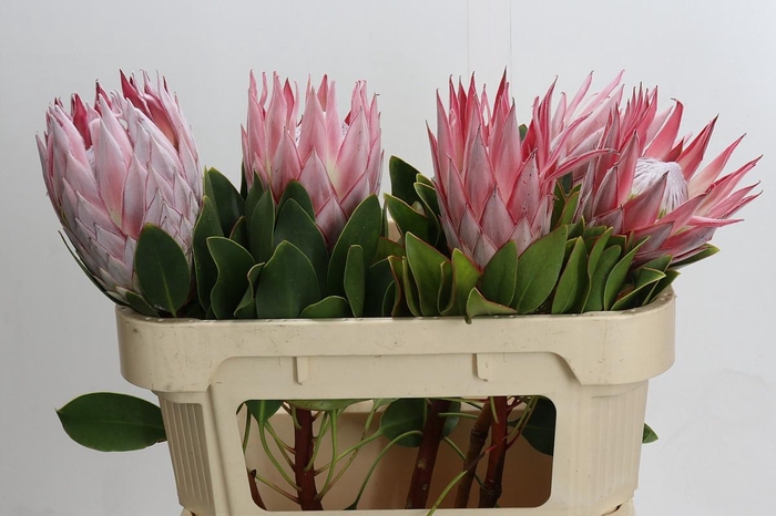 <h4>Protea Cynaroides</h4>