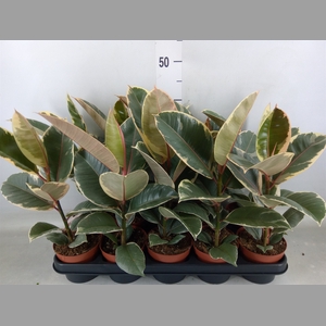 Ficus elastica 'Tineke'