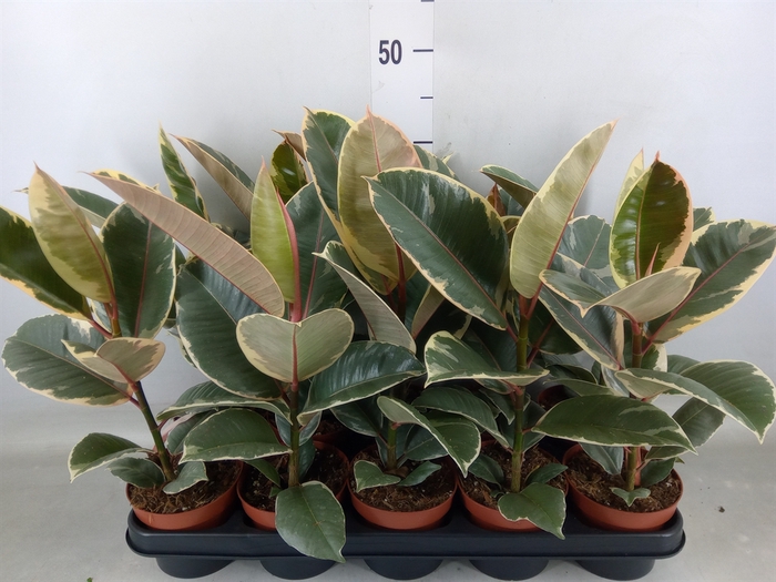 <h4>Ficus elastica 'Tineke'</h4>