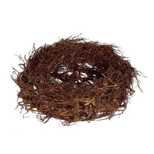 Nest Fern Root H12d30