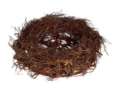 <h4>Nest Fern Root H12d30</h4>