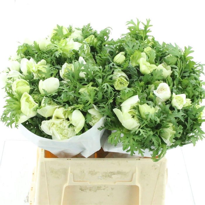 <h4>Anem Co Fstar P Whit Super</h4>