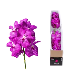 Vanda  'Kanchana Magic Pink'