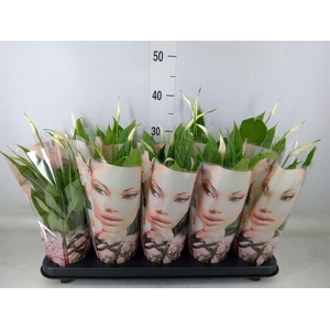 Spathiphyllum  'Korto'