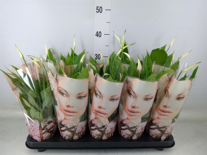 <h4>Spathiphyllum  'Korto'</h4>