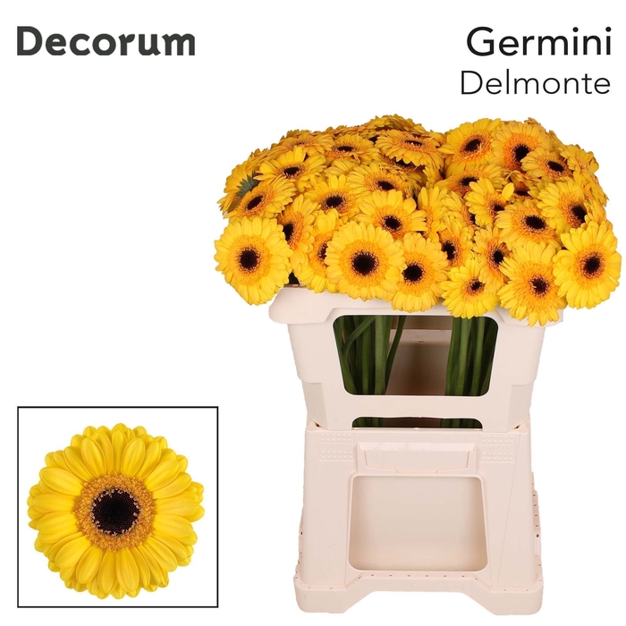 Germini Delmonte Water x60