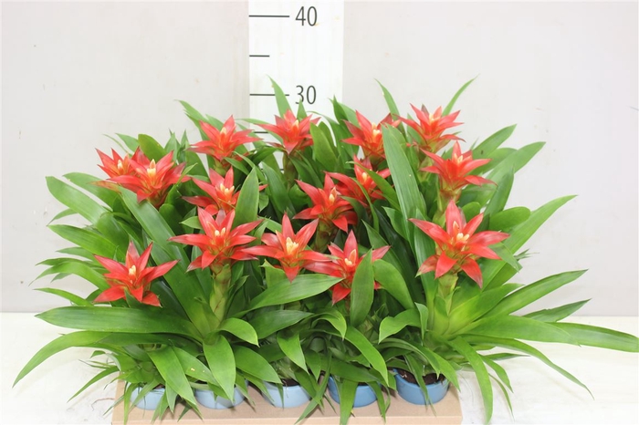 <h4>Guzmania Empire Mini Keramiek A2</h4>