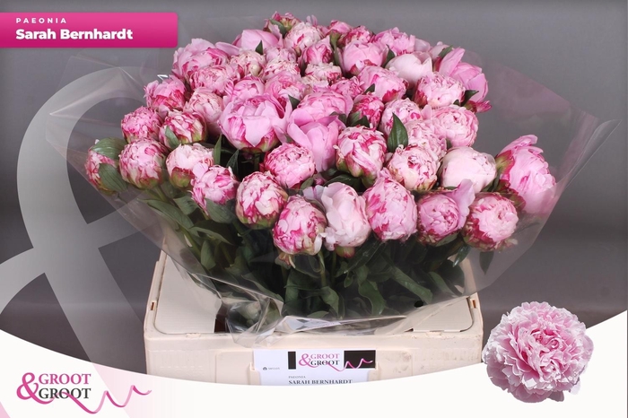 <h4>PAEO L SARA BERNHARD</h4>