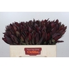 Leucadendron Saf Sunset Dark R.