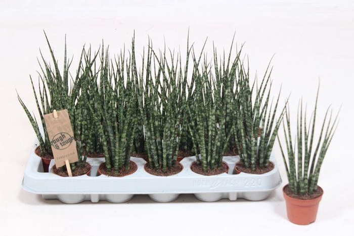 <h4>Sansevieria 'Fernwood' Mikado</h4>