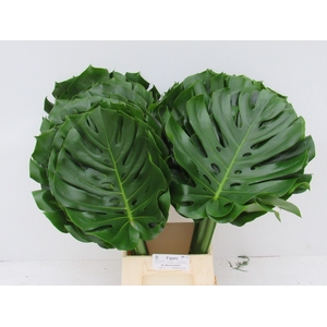 MONSTERA BLAD