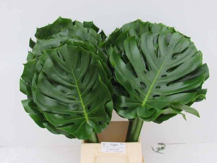 MONSTERA BLAD