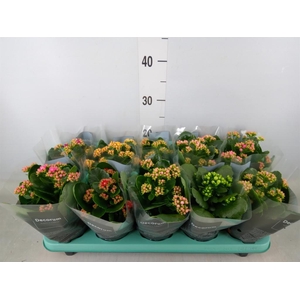 Kalanchoe blos.   ..rosebud mix  5