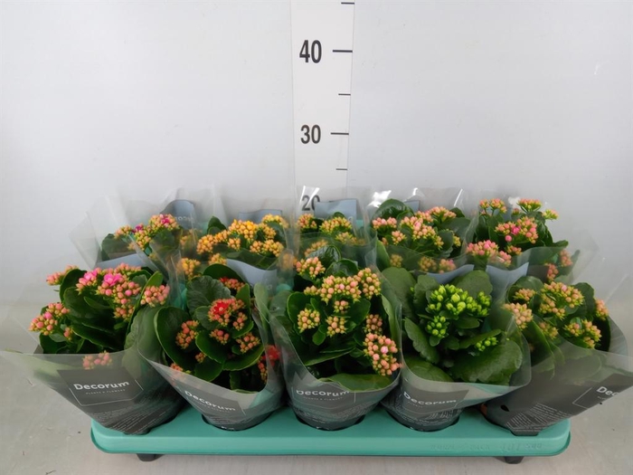 <h4>Kalanchoe blos.   ..rosebud mix  5</h4>