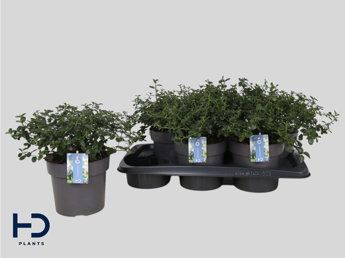 <h4>CEAN TH REPENS</h4>