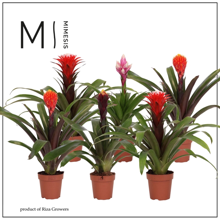<h4>Guzmania</h4>