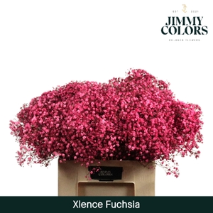 Gyps xlence L60 Fuchsia