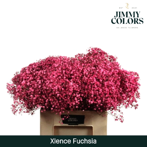 <h4>Gyps xlence L60 Fuchsia</h4>