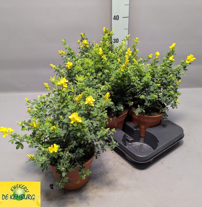 <h4>GENISTA X SP</h4>