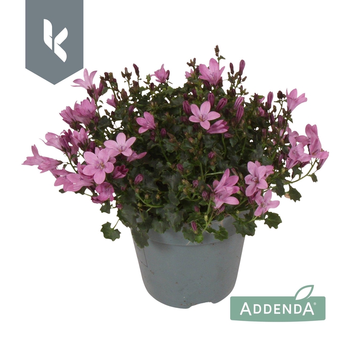 <h4>Campanula Ambella Pink</h4>