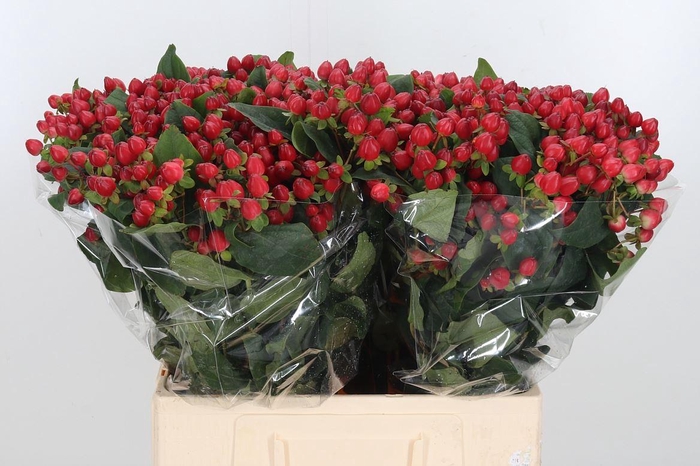 <h4>Hyp Mag Triumph</h4>