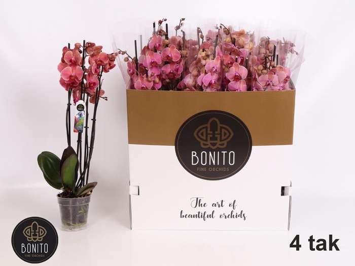 <h4>PHAL AN NARBONNE</h4>