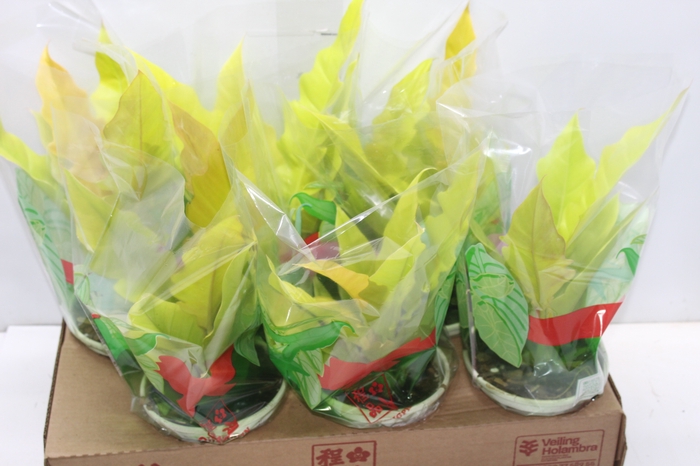 <h4>PHILODENDRON GERGAJI GOLDEN P15</h4>