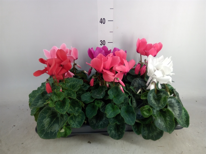 <h4>Cyclamen GR 'Mammoth'</h4>