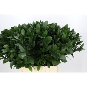 RUSCUS HYPOPHYLLUM