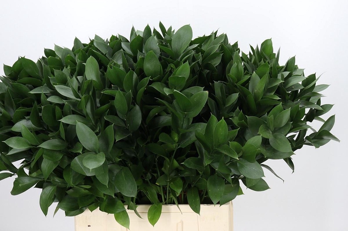 <h4>RUSCUS HYPOPHYLLUM</h4>