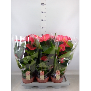 Anthurium andr. 'California'