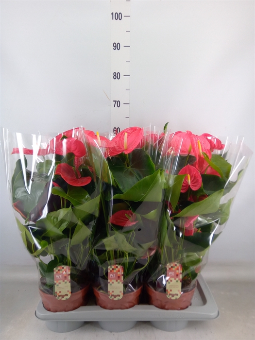 <h4>Anthurium andr. 'California'</h4>