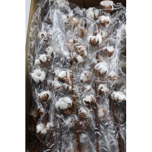 Gossipium Hirsutum White 12 Bal