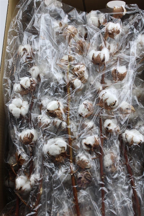 <h4>Gossipium Hirsutum White 6 Bal</h4>