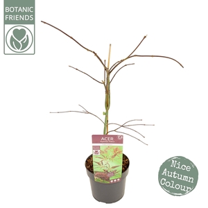 Acer palm. 'Inaba-shidare' PREMIUM