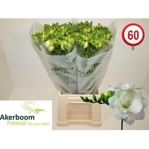 Freesia du Romantic White