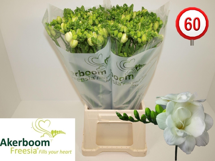 <h4>Freesia du Romantic White</h4>