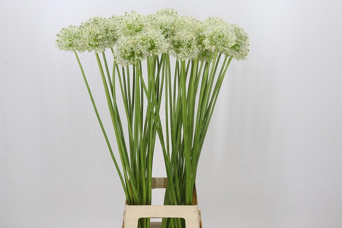 <h4>Allium Mount Everest</h4>