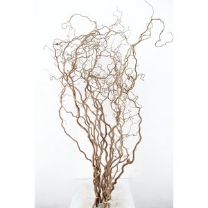 CORYL AV CONTORTA 2-JARIG 140CM