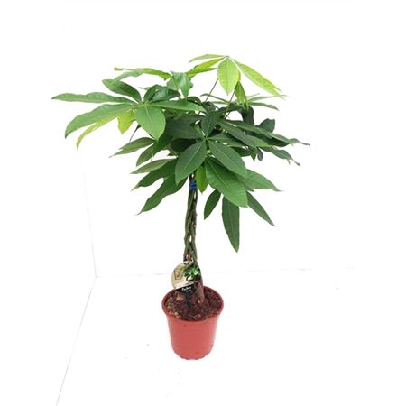 <h4>Pachira Aquatica 19 Cm</h4>