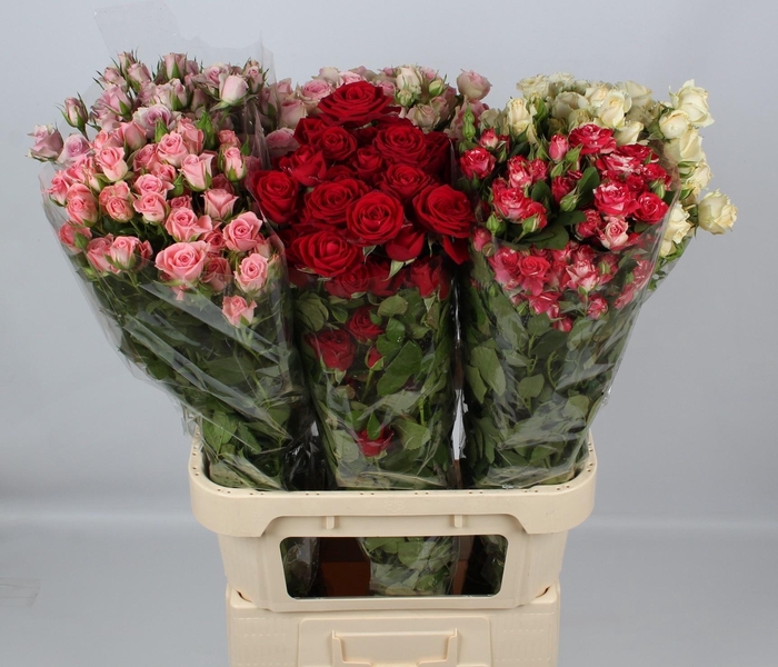 <h4>R TR GEM IN FUST</h4>