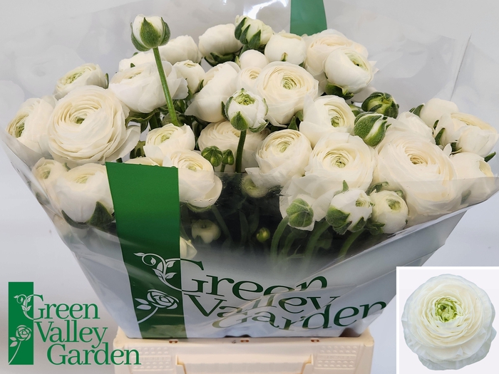 <h4>RAN AM SNOWFLAKE</h4>