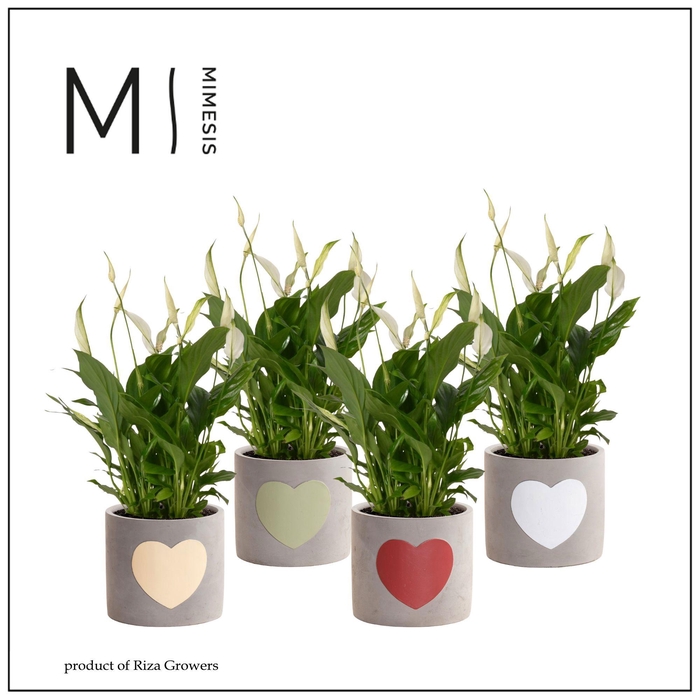 <h4>Spathiphyllum Bellini - 13cm in Atlanta Intenso | Mimesis</h4>