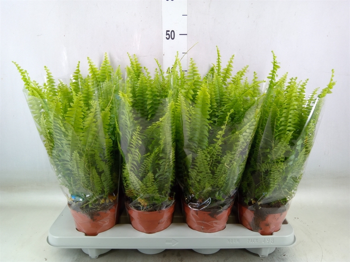 <h4>Nephrolepis exal. 'Green Lady'</h4>