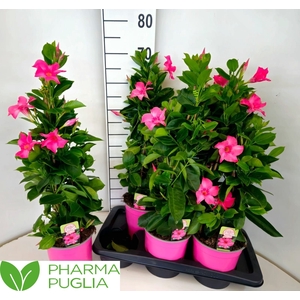 MANDE RIO PINK