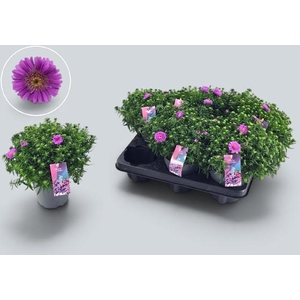 ASTER D ALPHA PINK