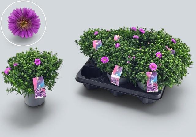 <h4>ASTER D ALPHA PINK</h4>